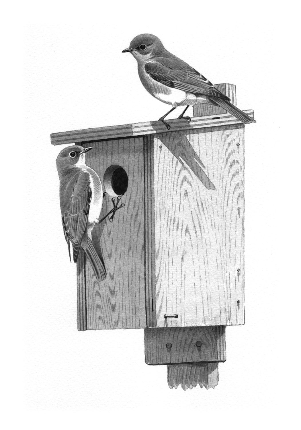 Eastern Bluebird