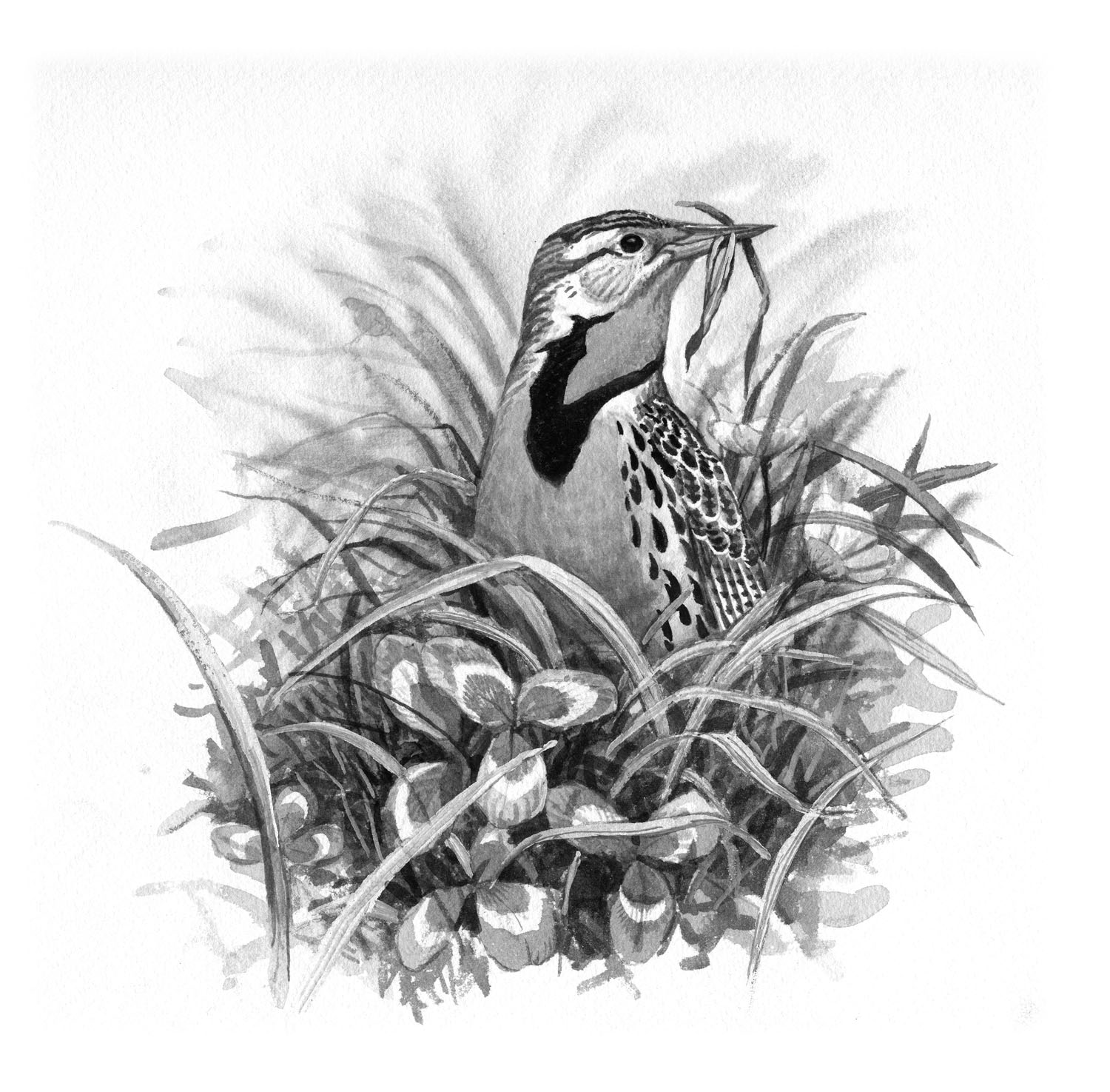 Eastern Meadowlark