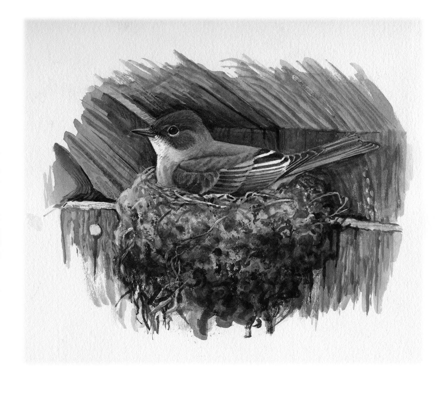 Eastern Phoebe