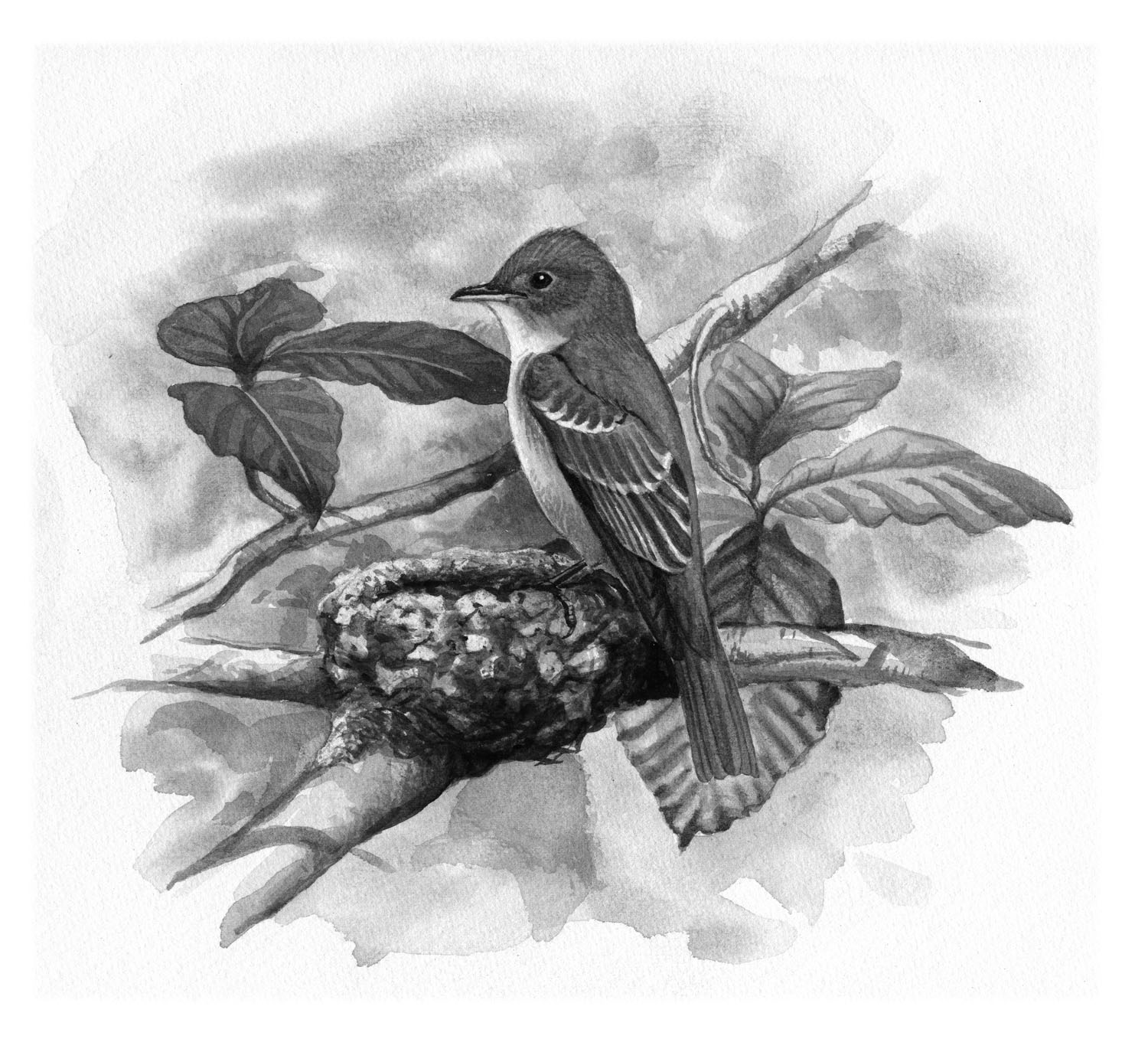 Eastern Wood-Pewee