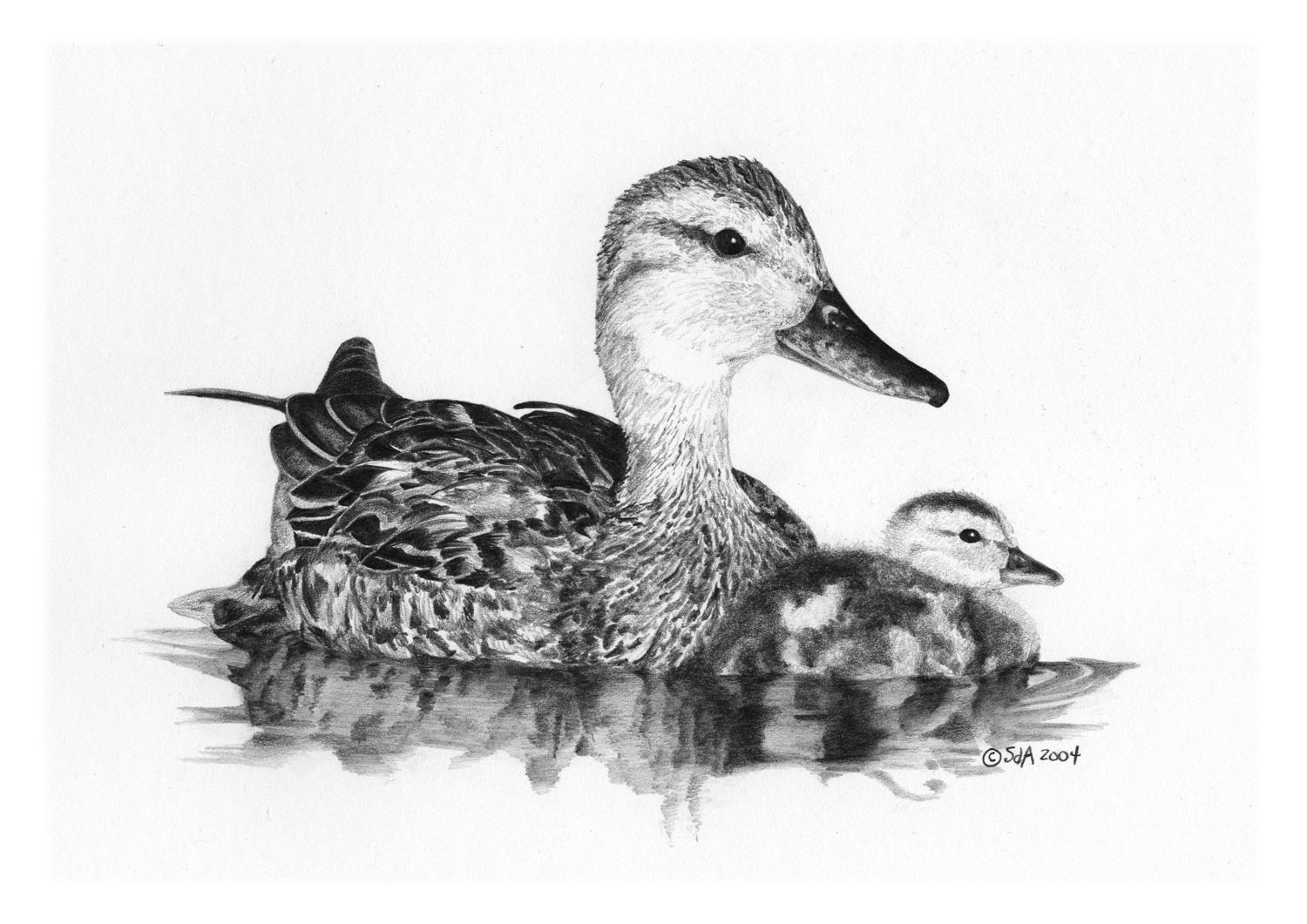 Gadwall