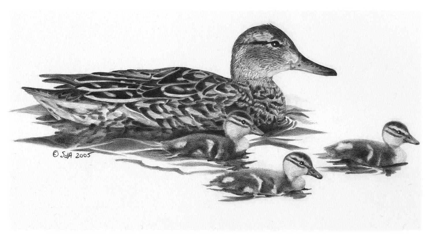 Green-winged Teal