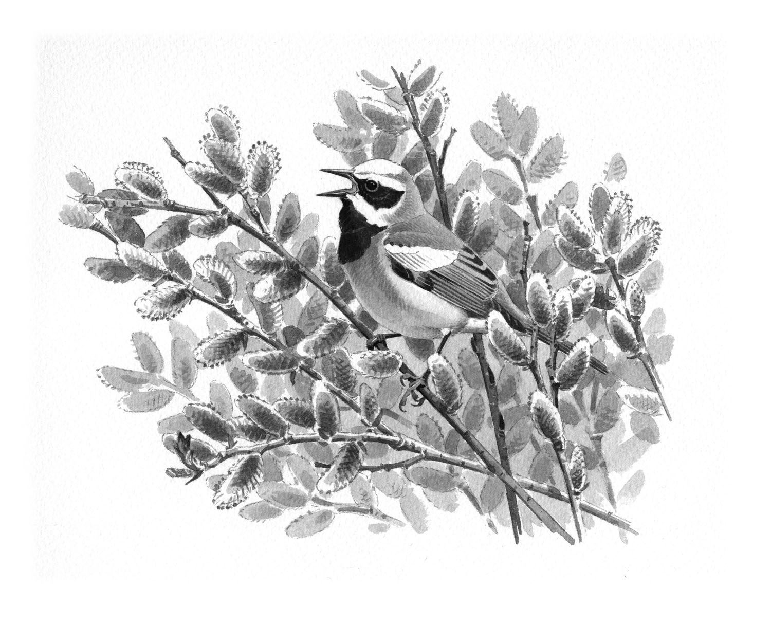 Golden-winged Warbler
