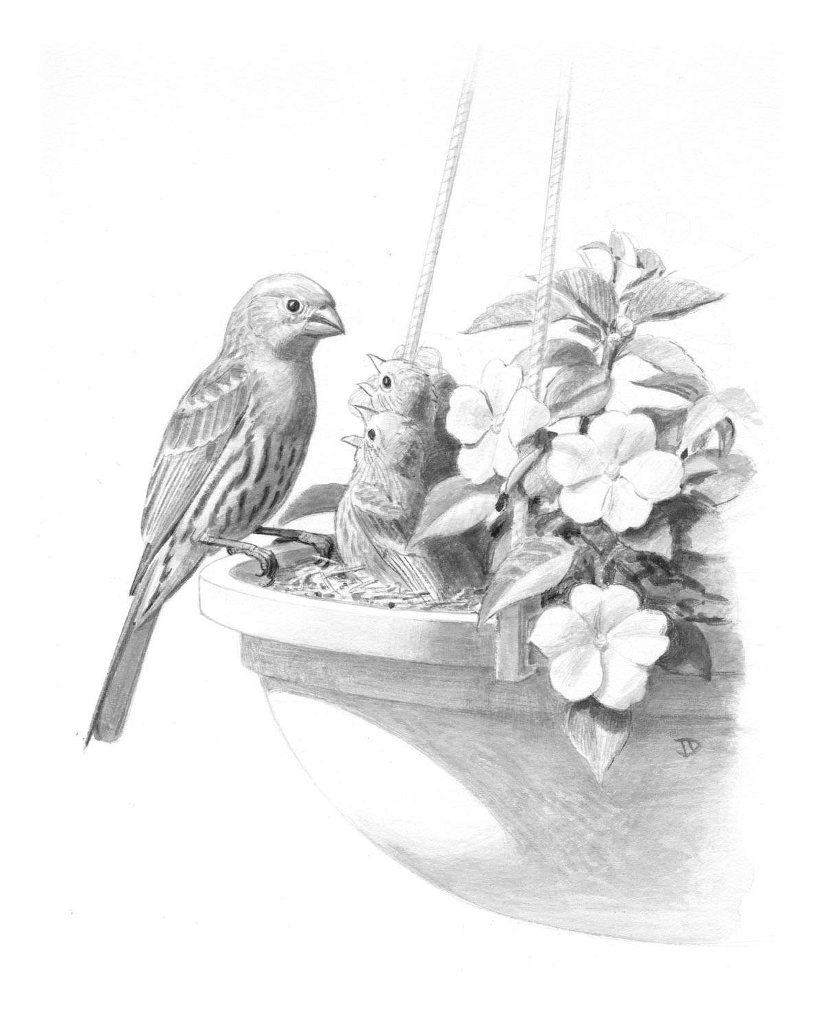 House Finch