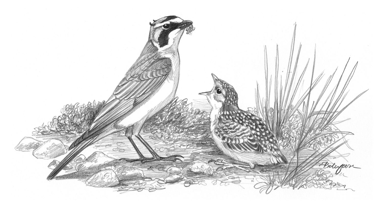 Horned Lark