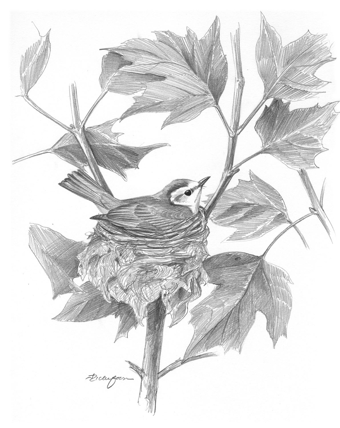 Hooded Warbler