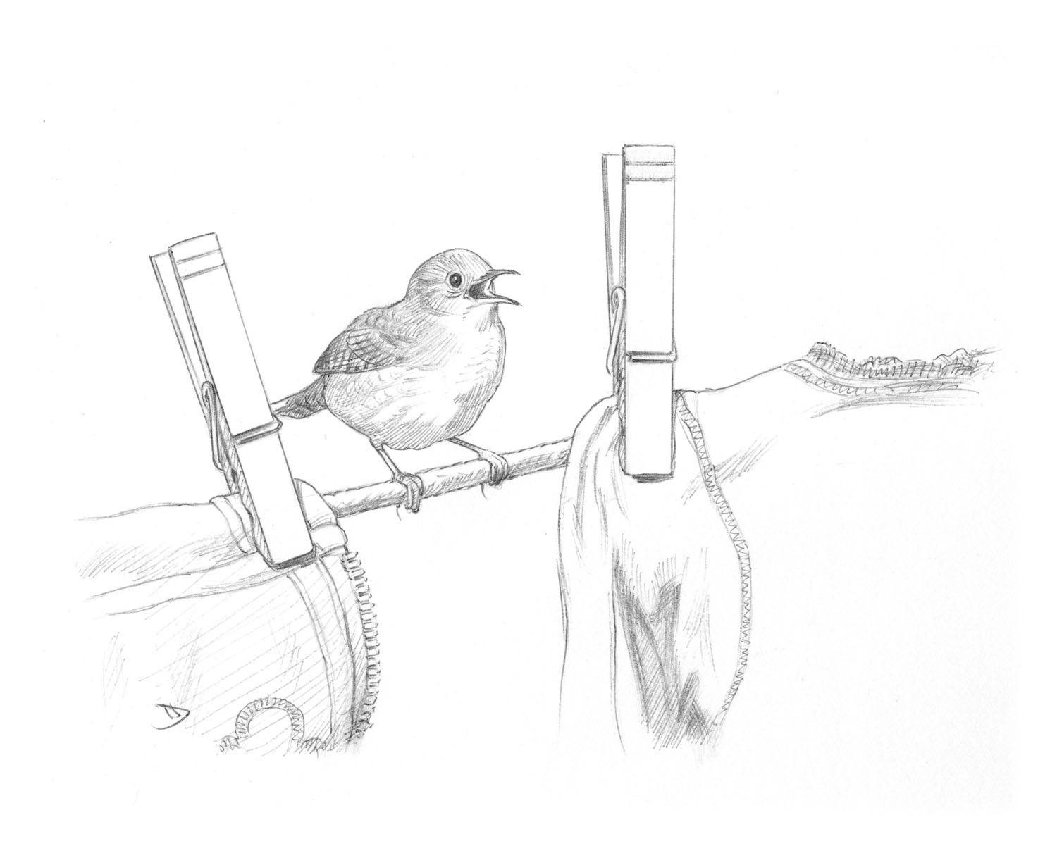 House Wren
