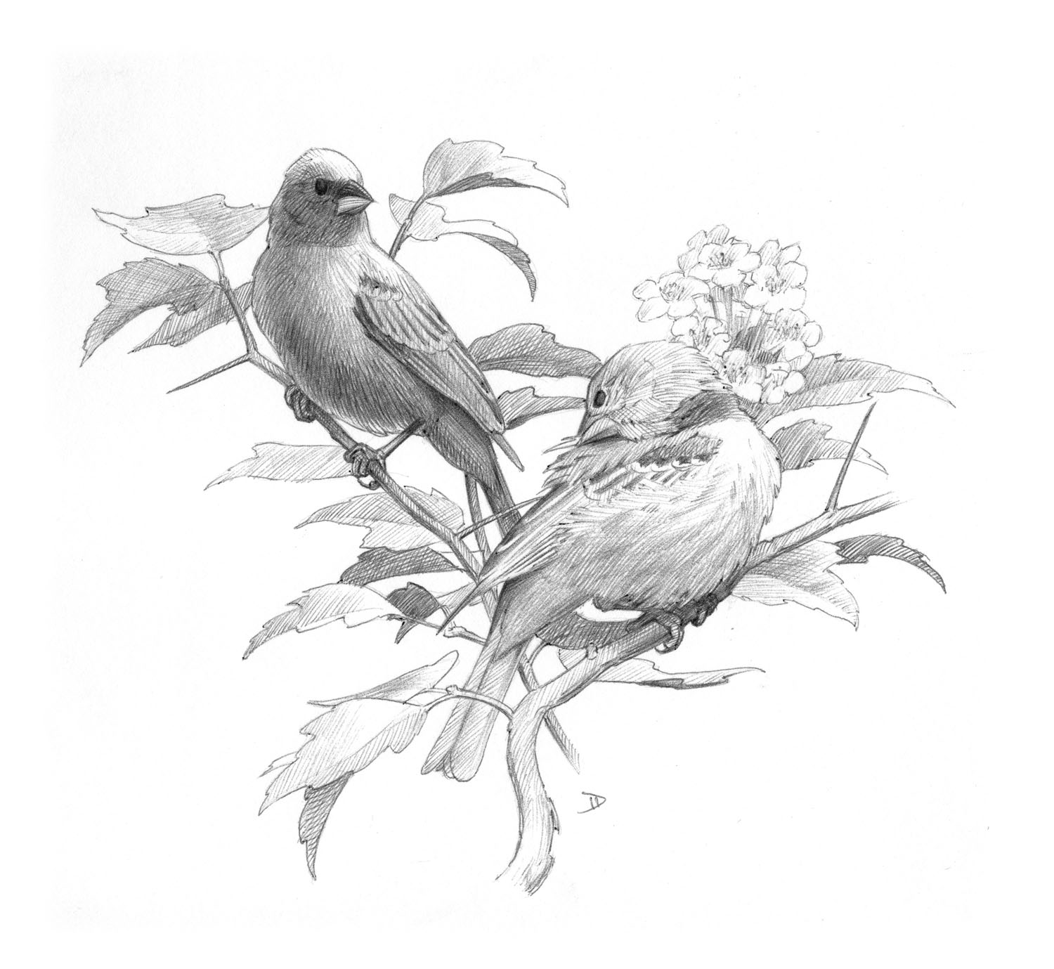 Indigo Bunting