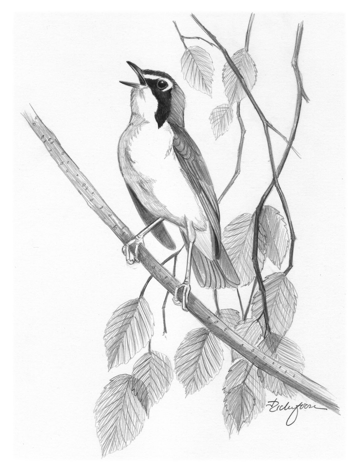 Kentucky Warbler