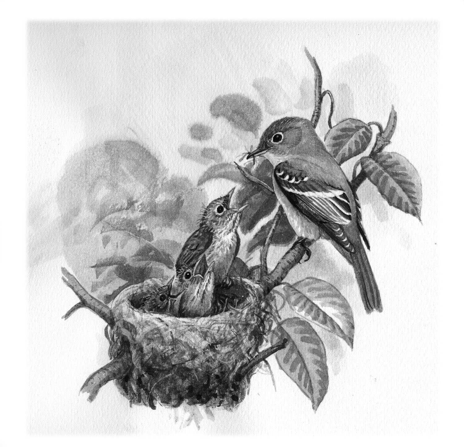 Least Flycatcher