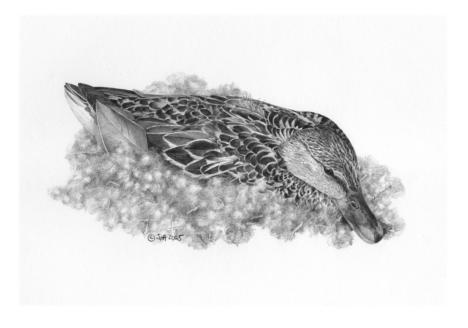 Mallard