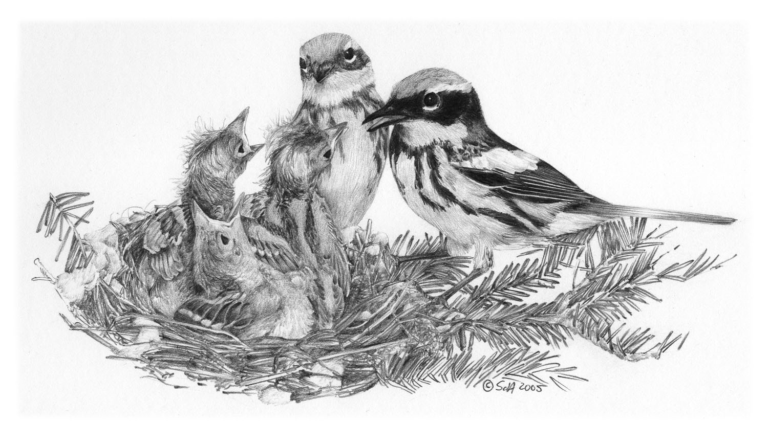 Magnolia Warbler