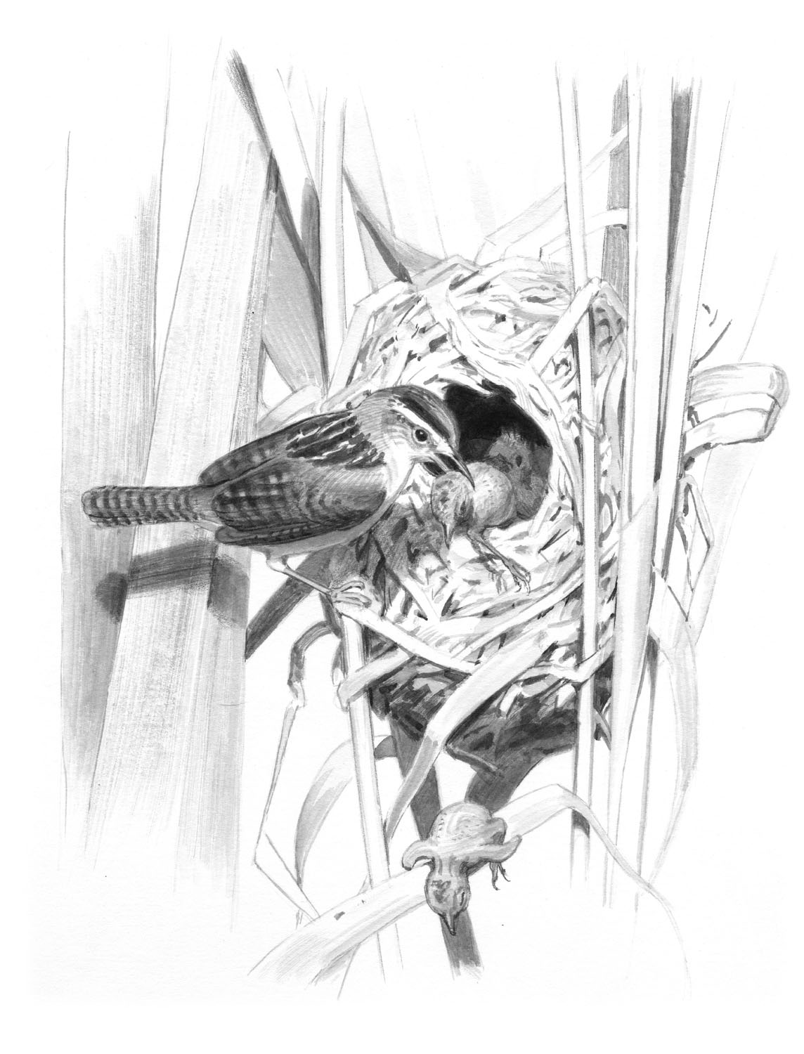 Marsh Wren
