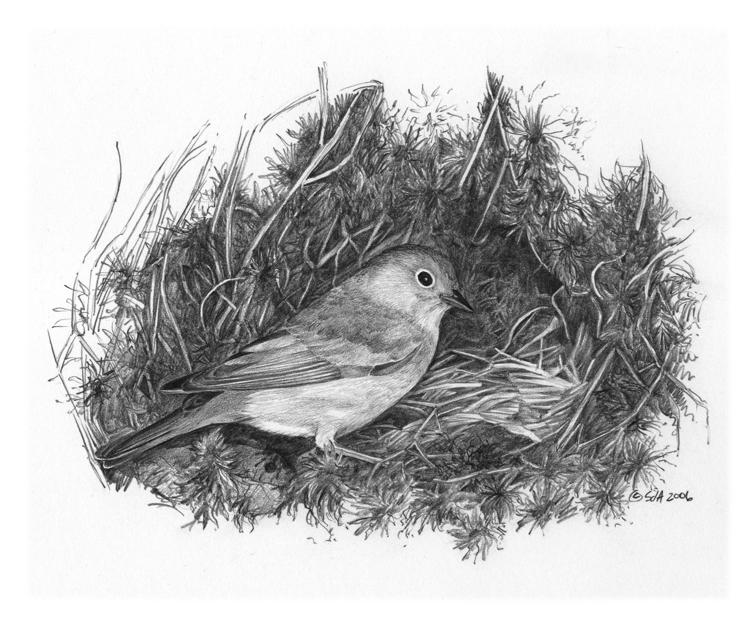 Nashville Warbler