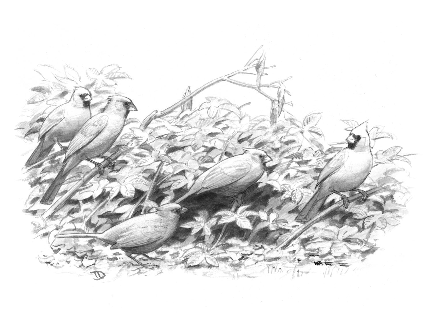 Northern Cardinal