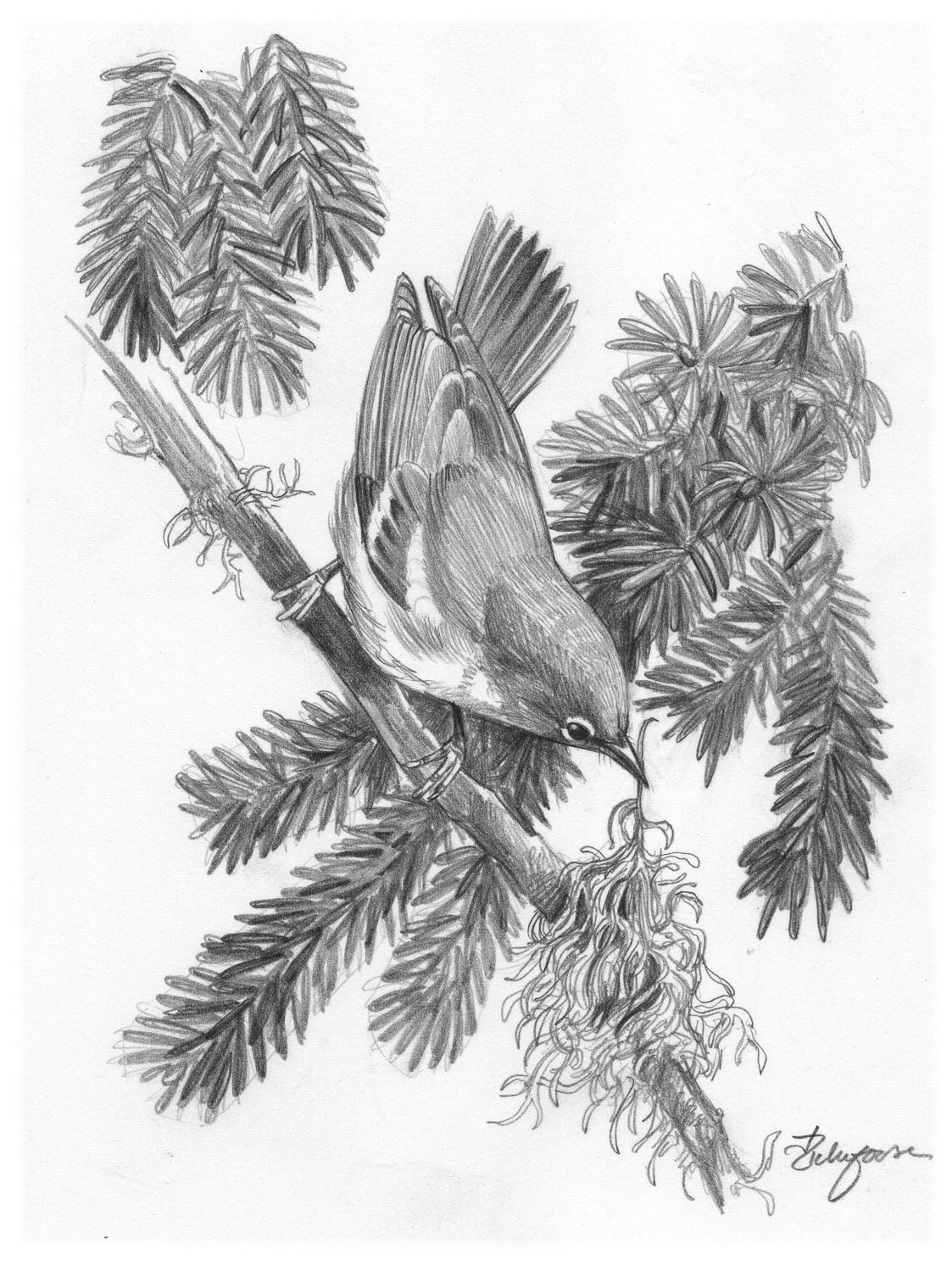 Northern Parula