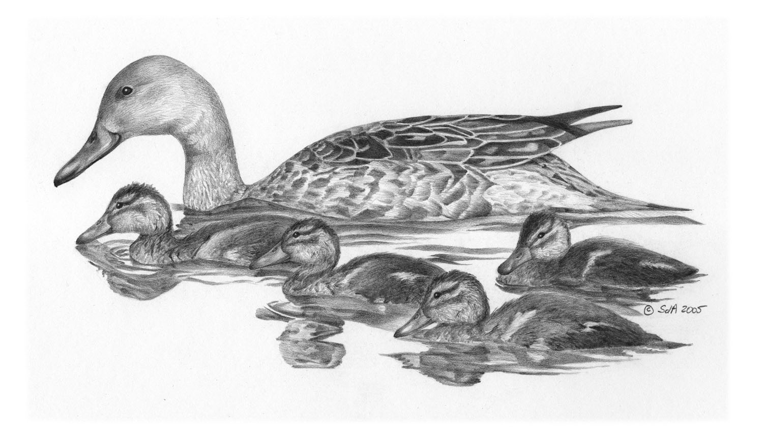 Northern Pintail