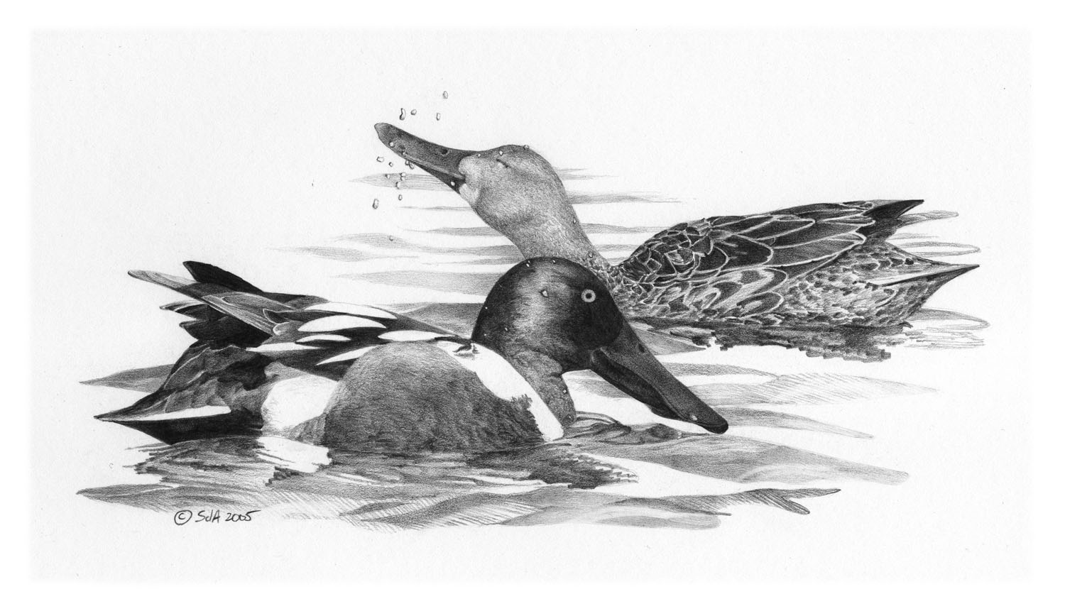 Northern Shoveler