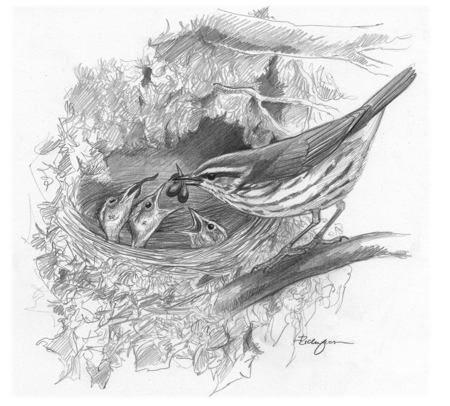 Northern Waterthrush