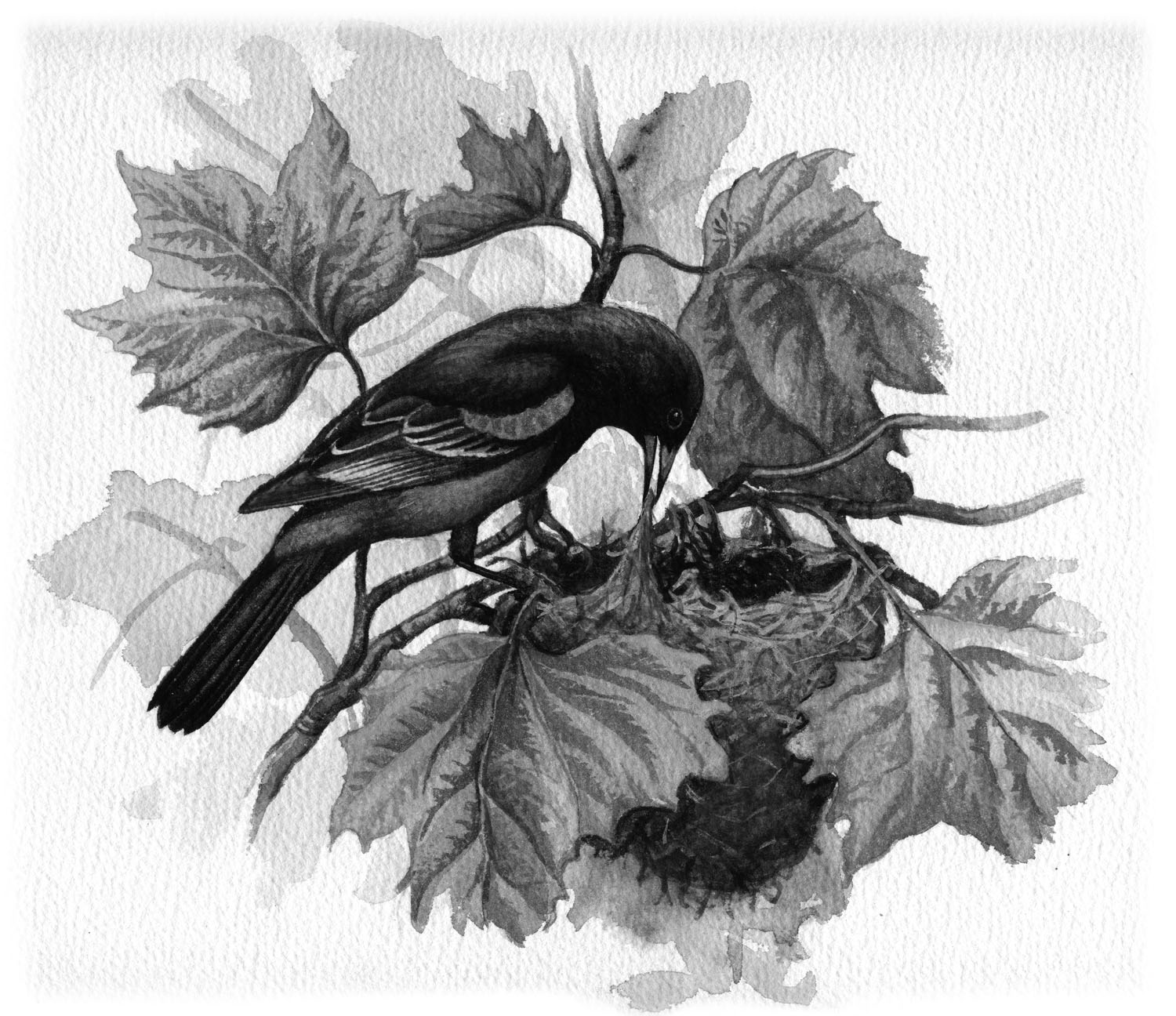 Orchard Oriole