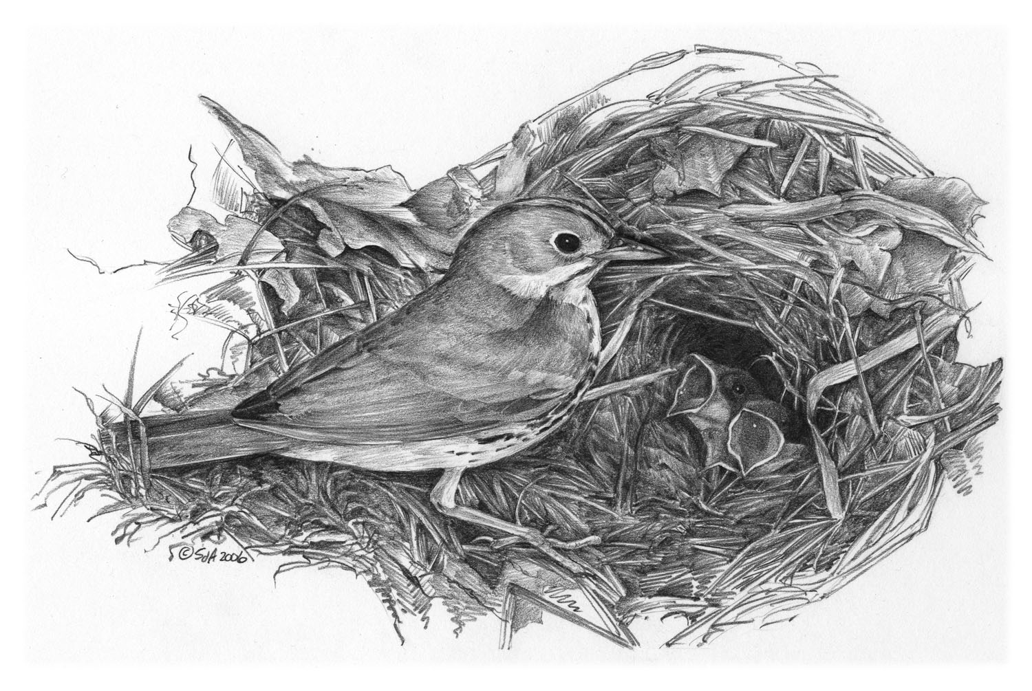 Ovenbird
