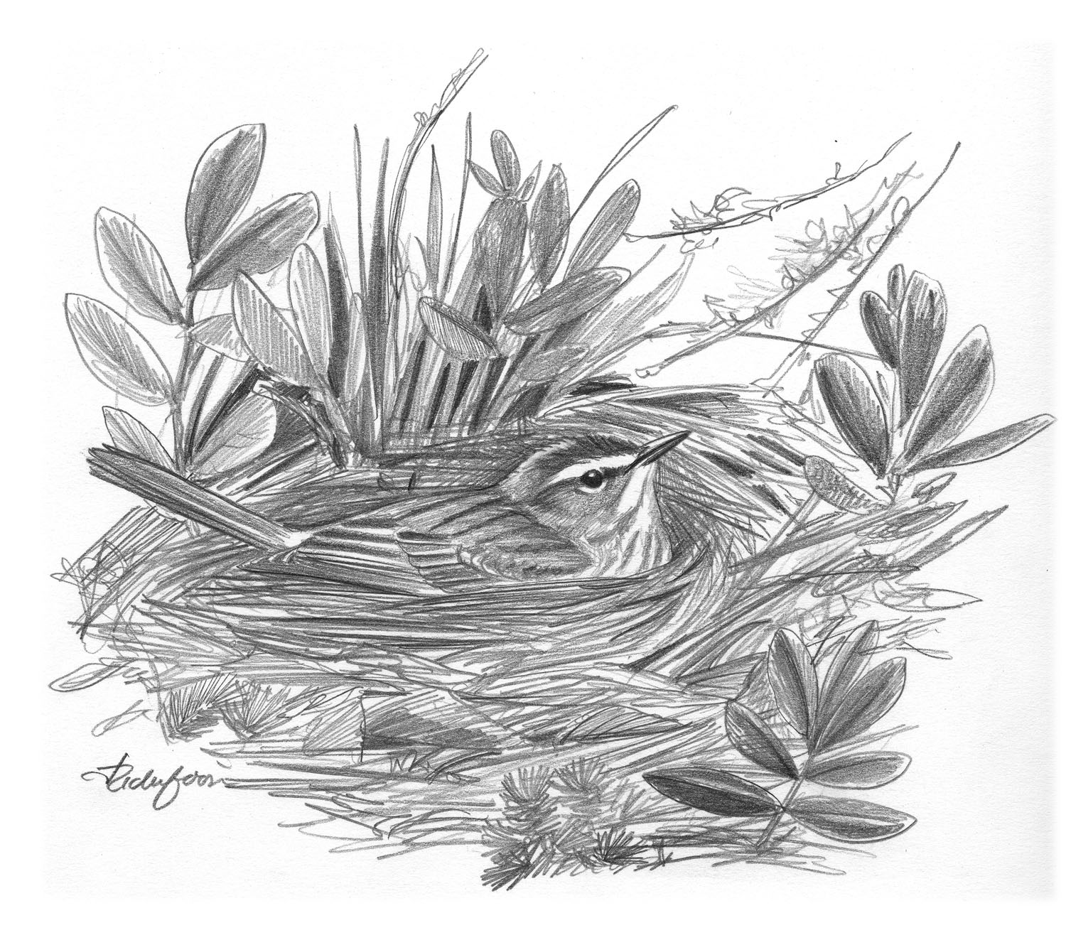 Palm Warbler