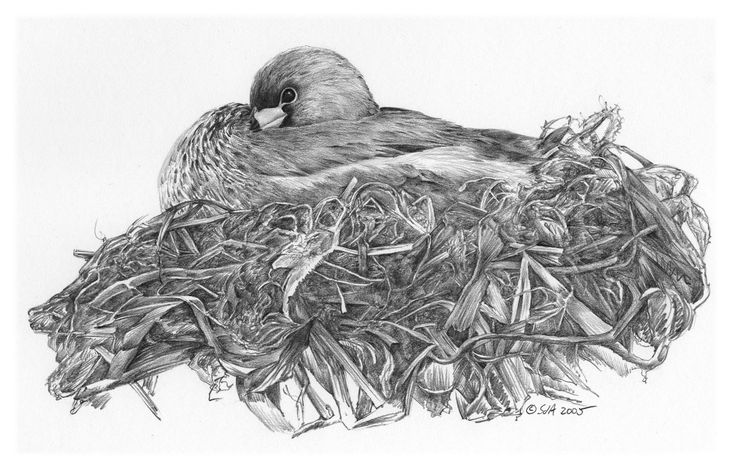 Pied-billed Grebe