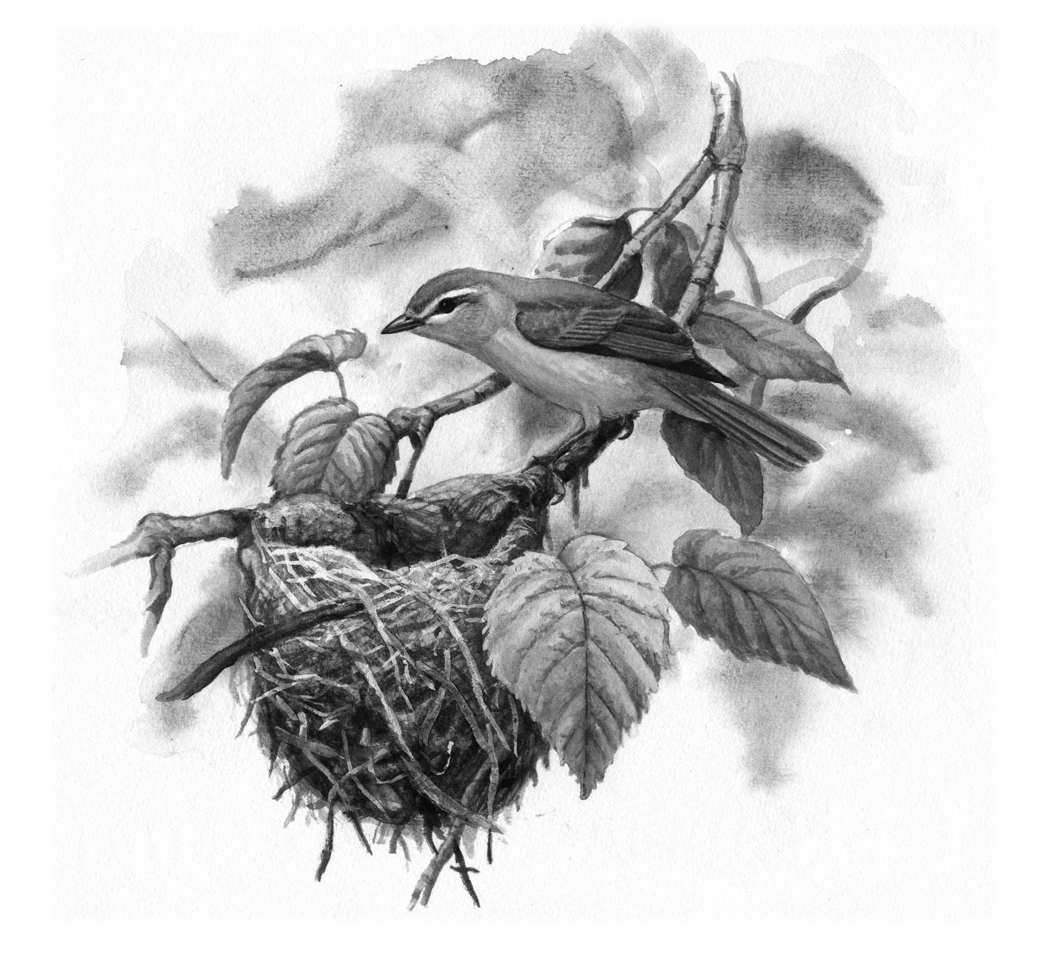 Philadelphia Vireo