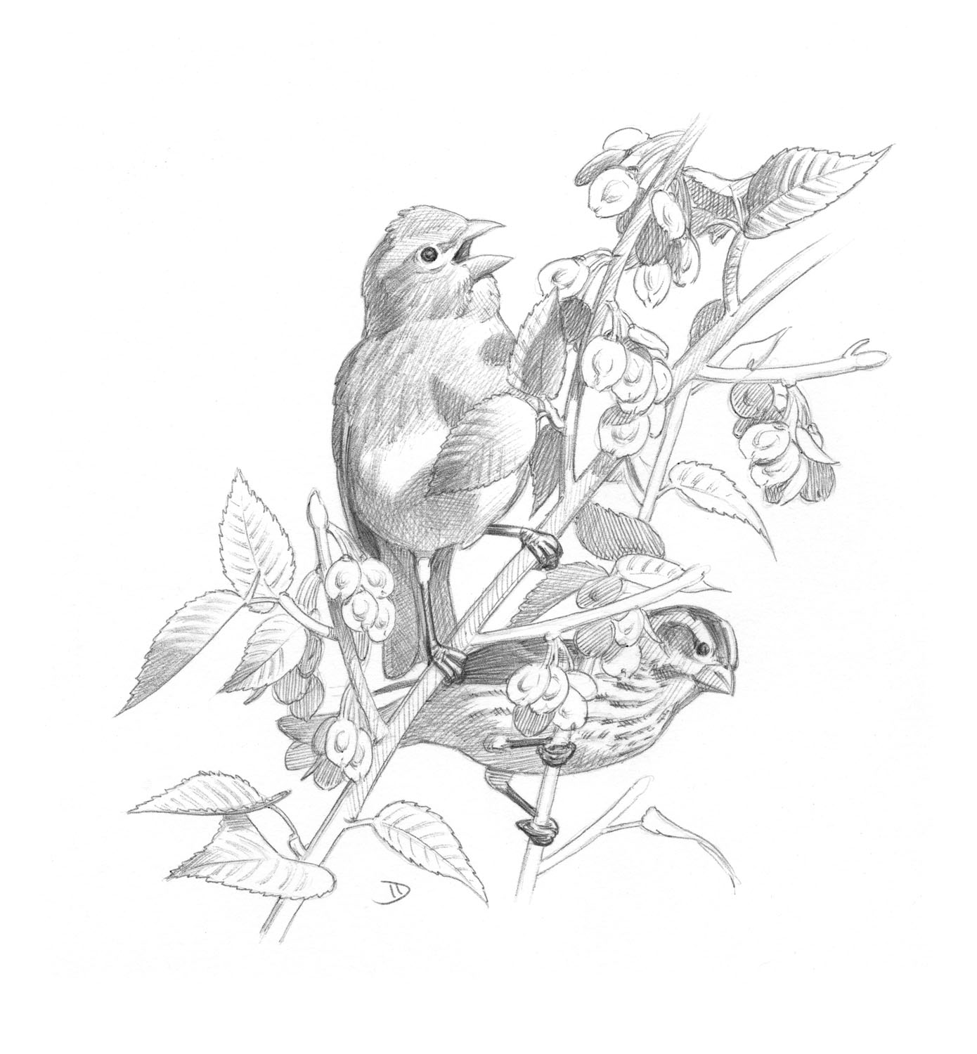 Purple Finch