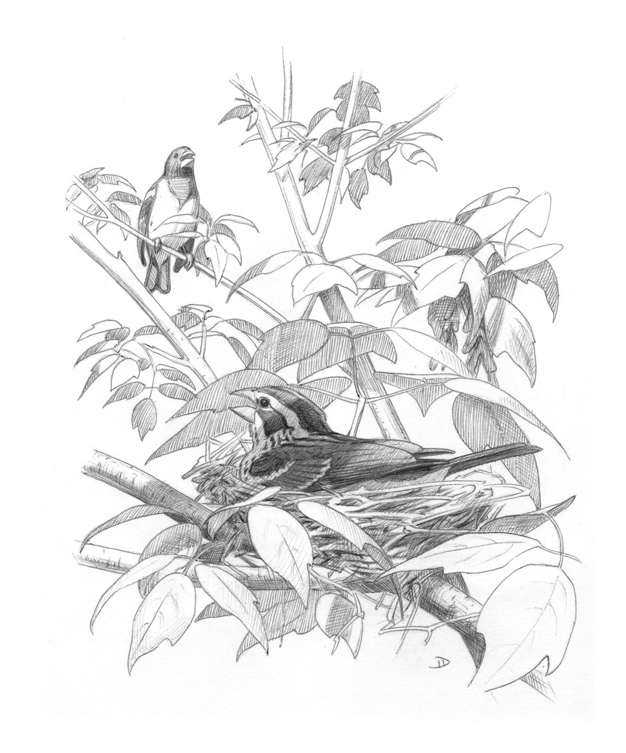Rose-breasted Grosbeak