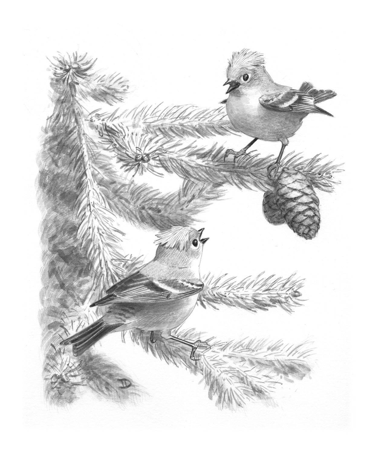 Ruby-crowned Kinglet