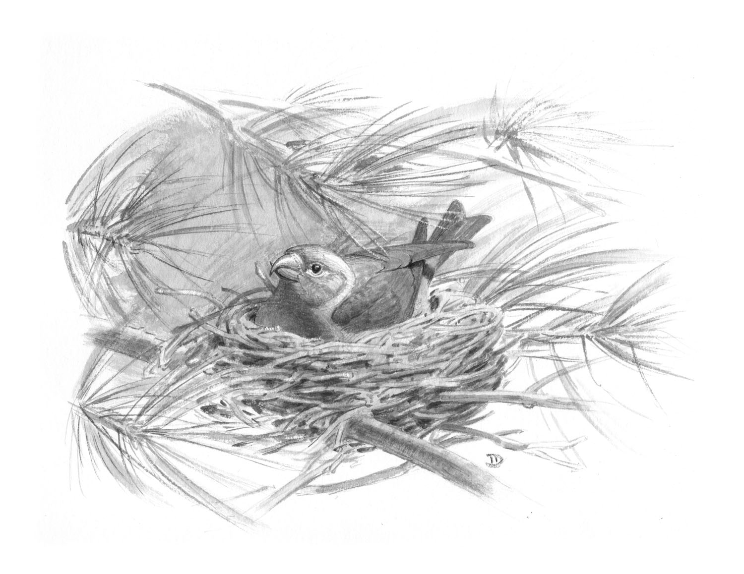 Red Crossbill
