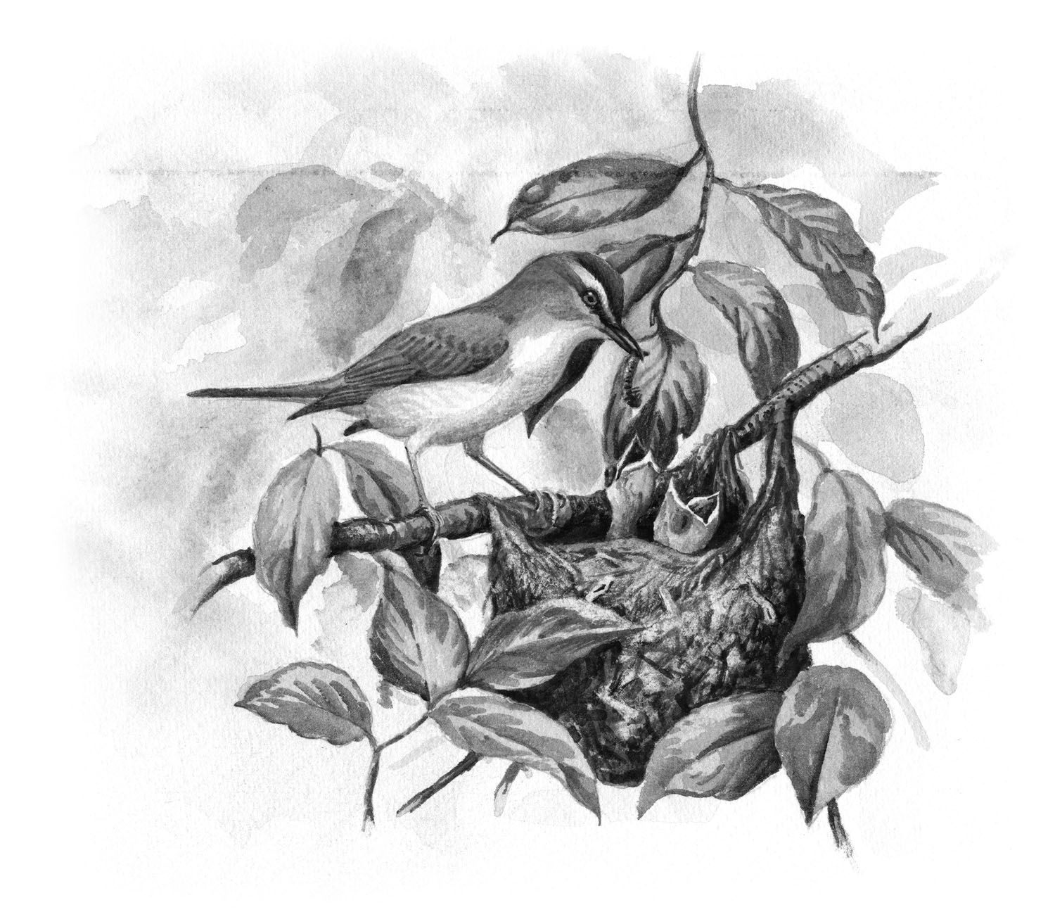 Red-eyed Vireo