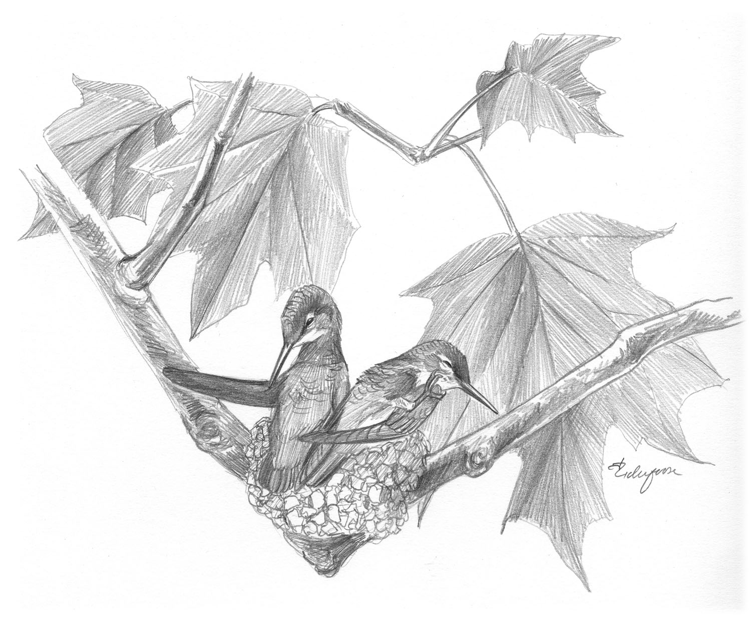 Ruby-throated Hummingbird