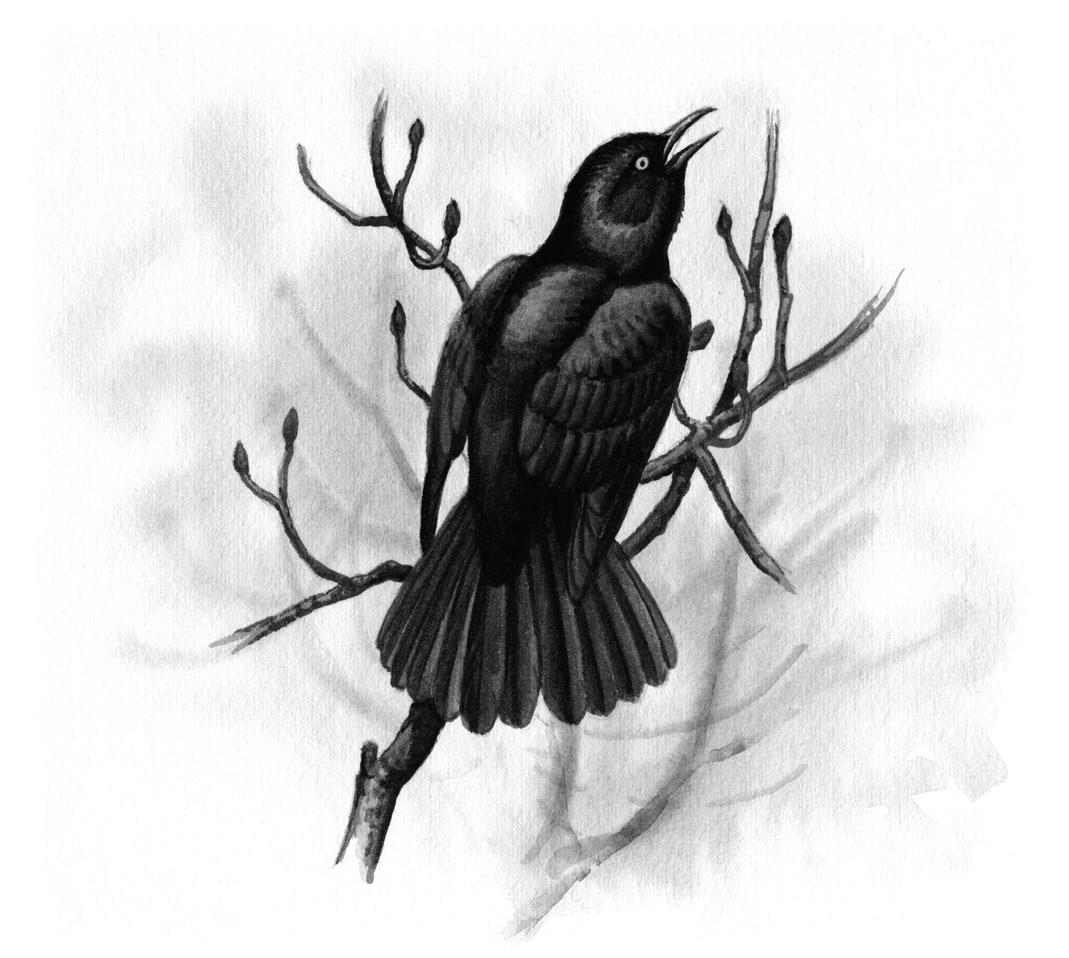 Rusty Blackbird