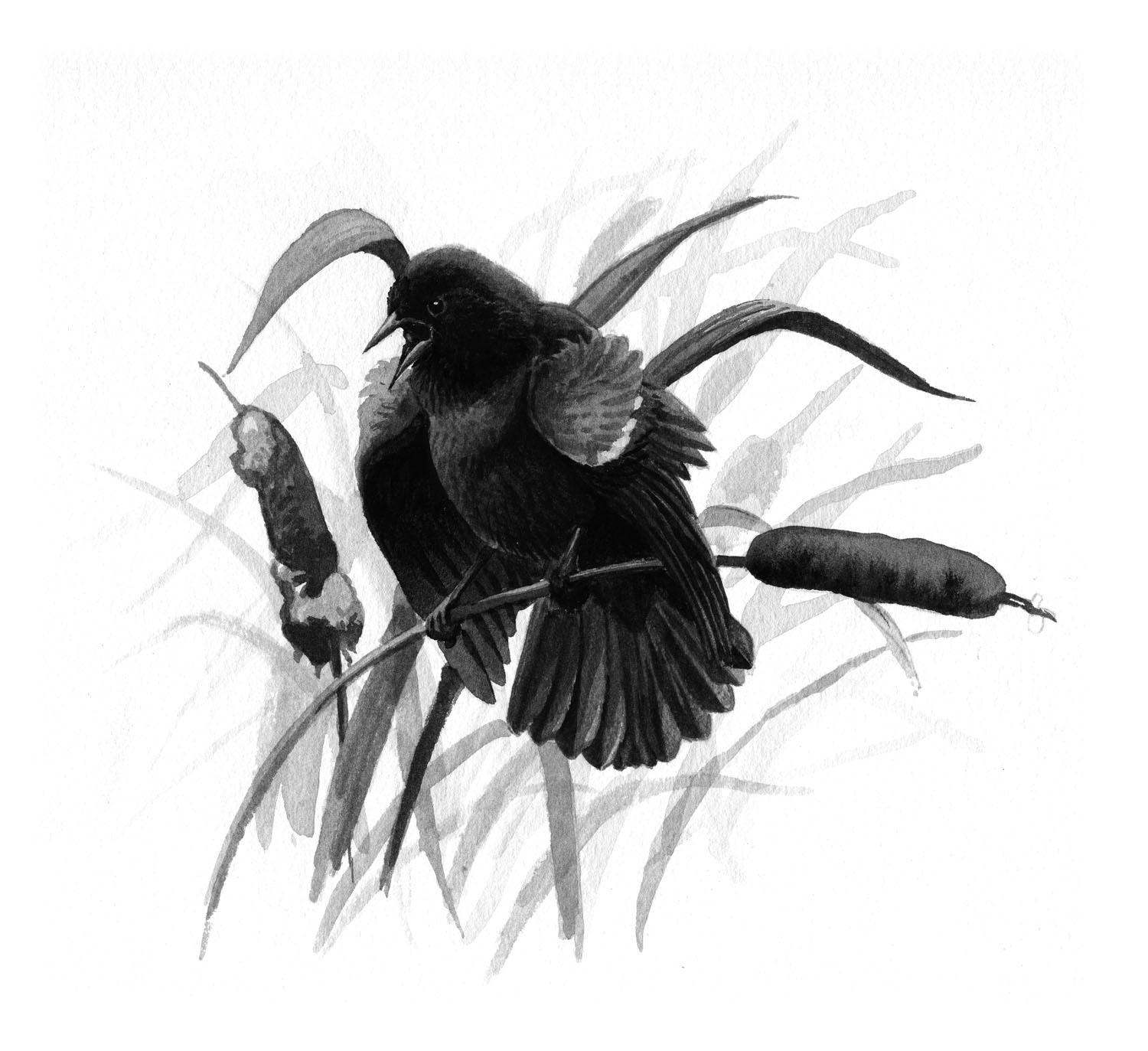 Red-winged Blackbird