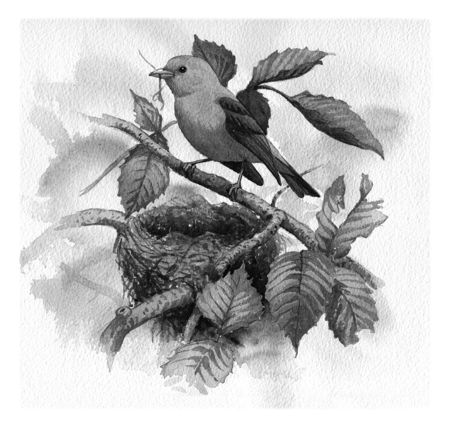 Scarlet Tanager