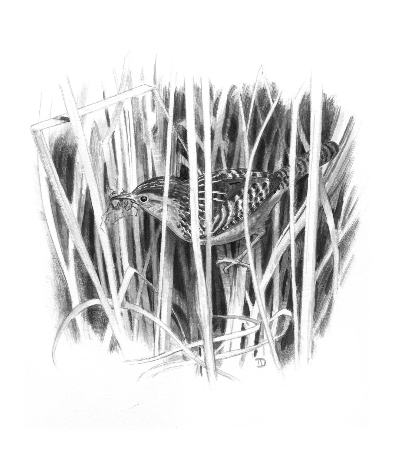 Sedge Wren