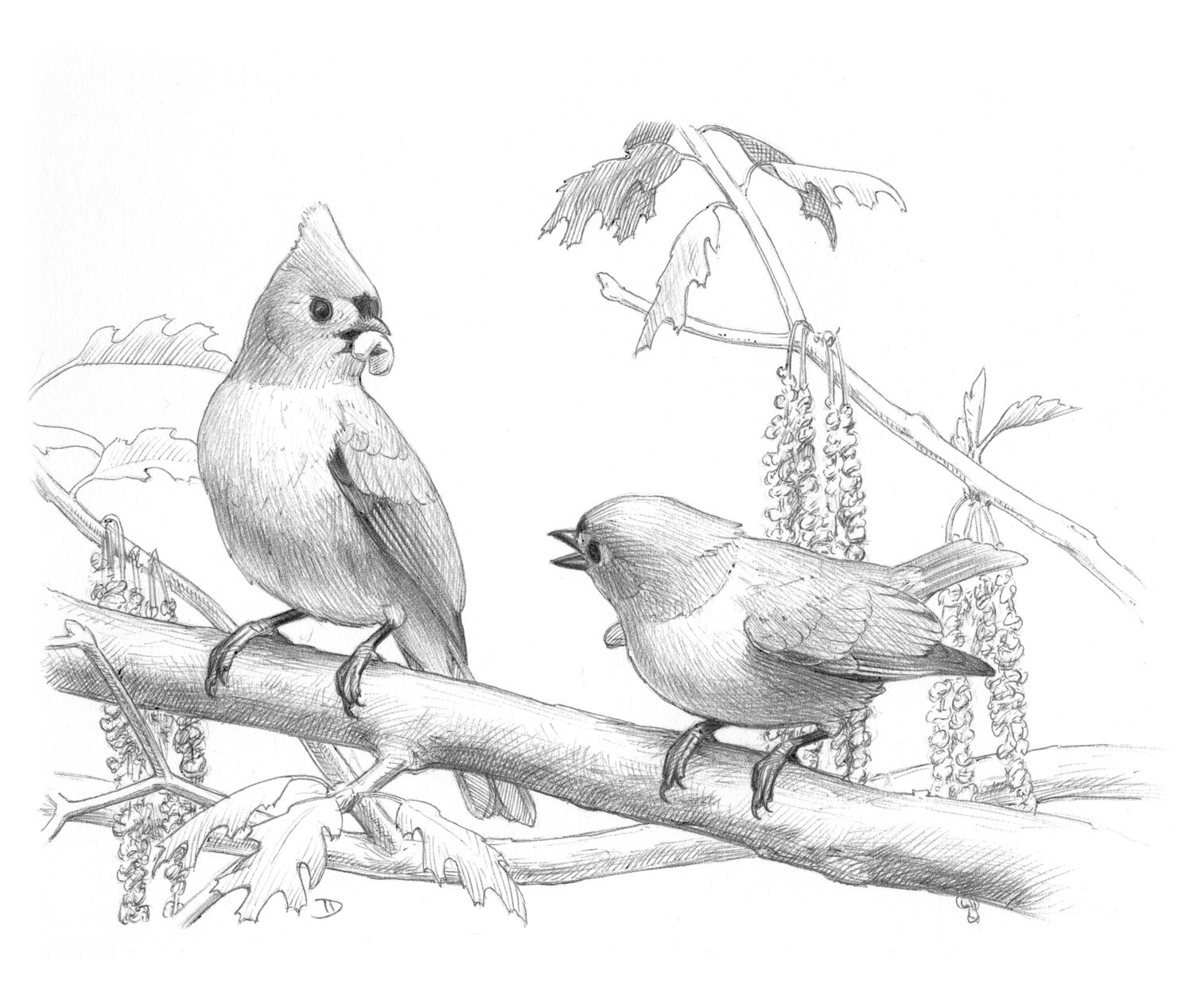 Tufted Titmouse