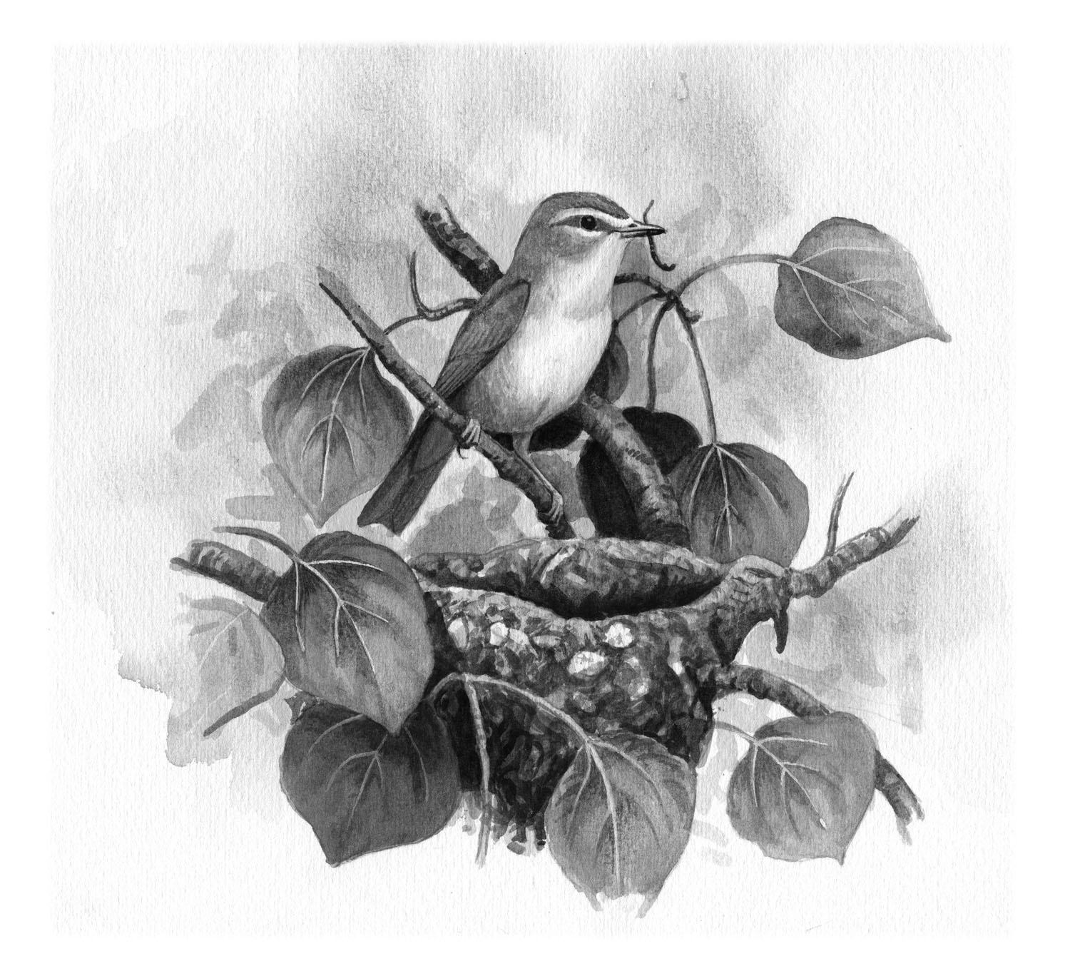 Warbling Vireo