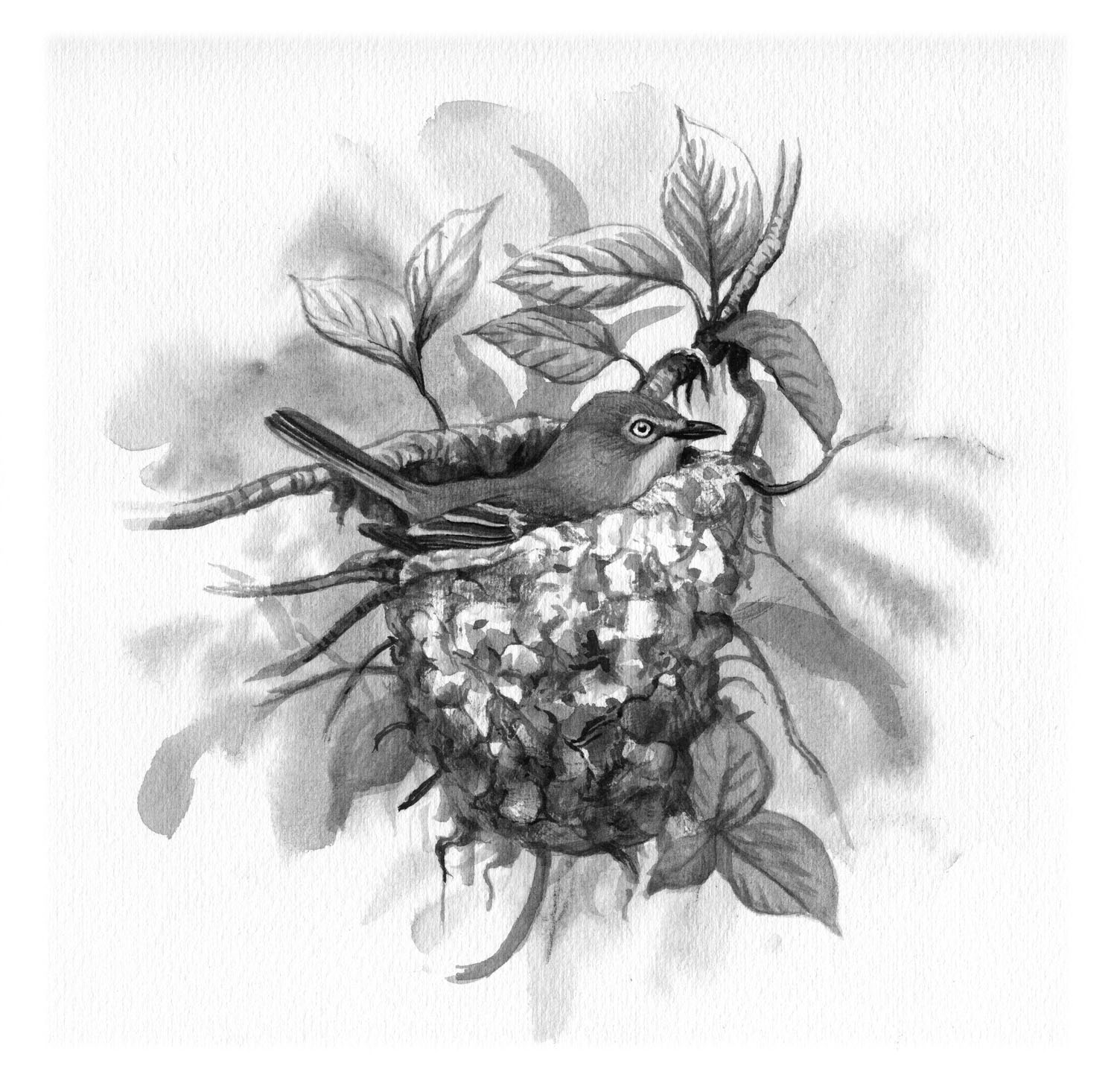 White-eyed Vireo