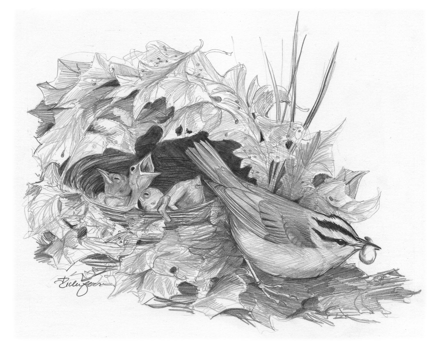 Worm-eating Warbler