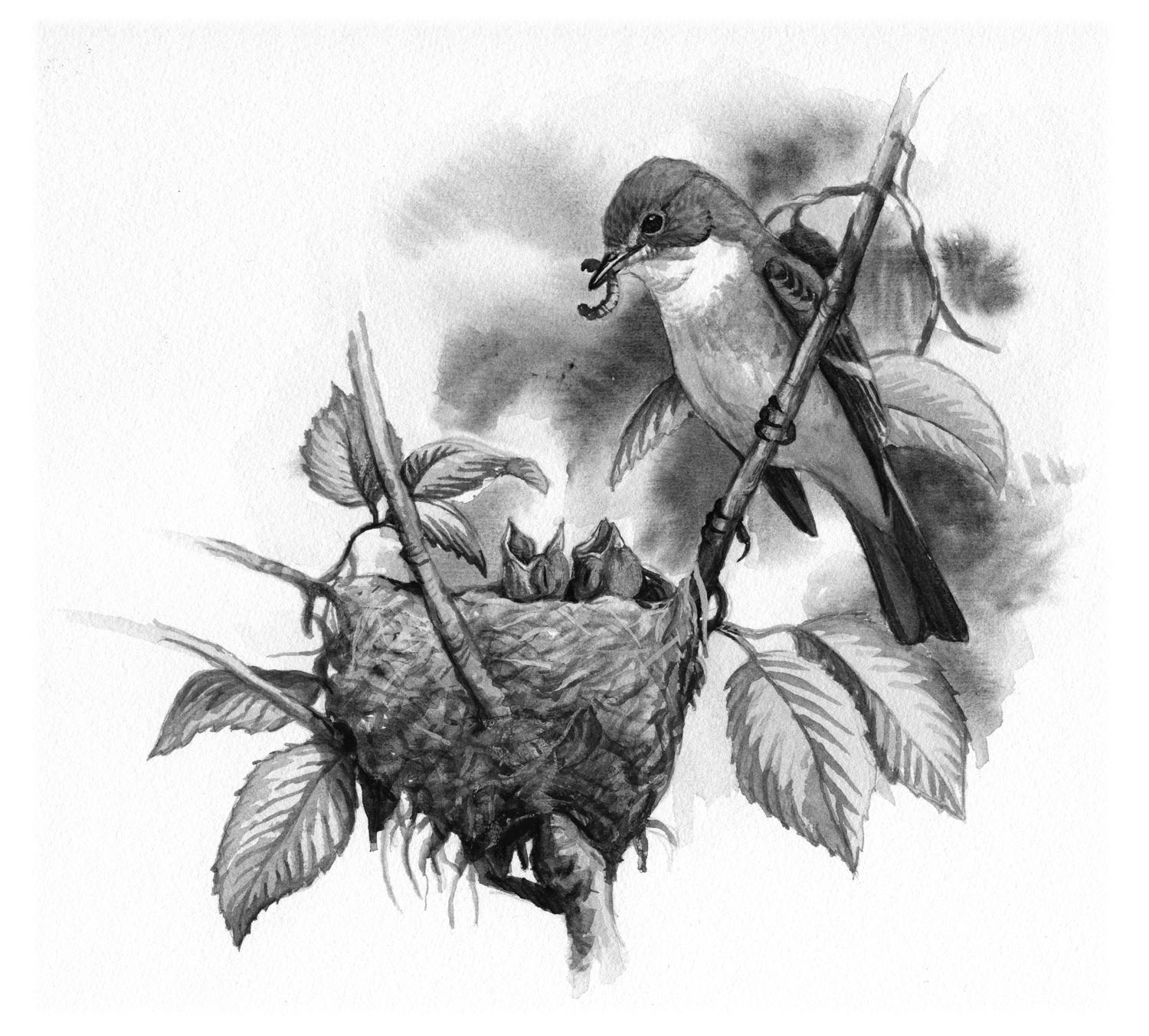 Willow Flycatcher