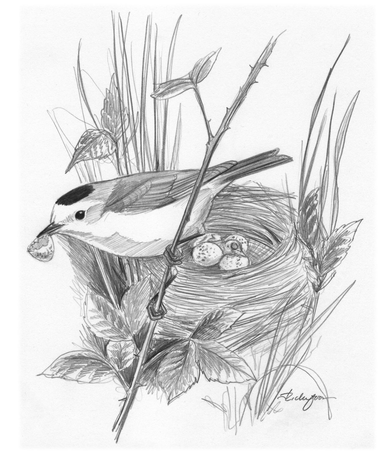 Wilson's Warbler