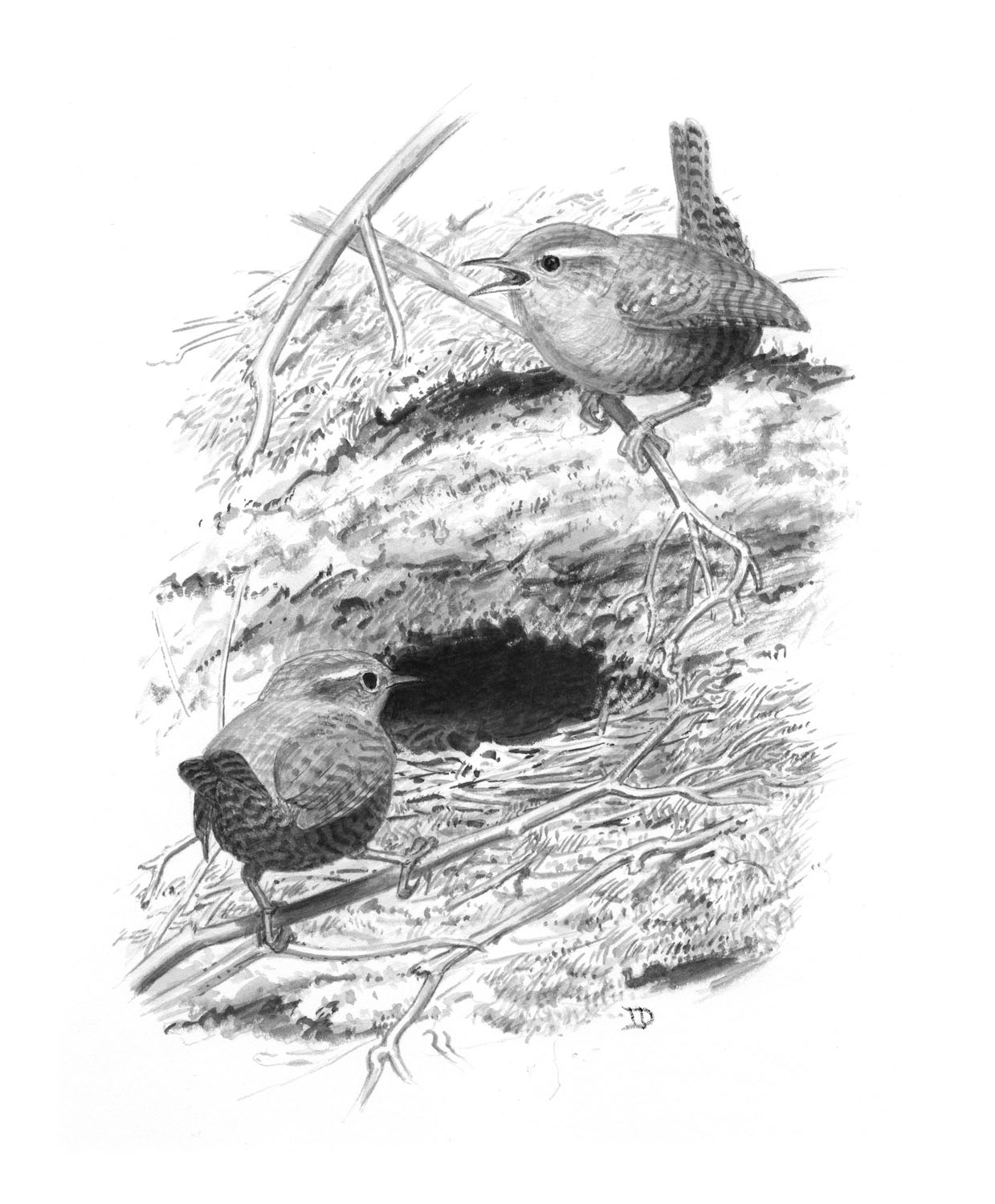 Winter Wren