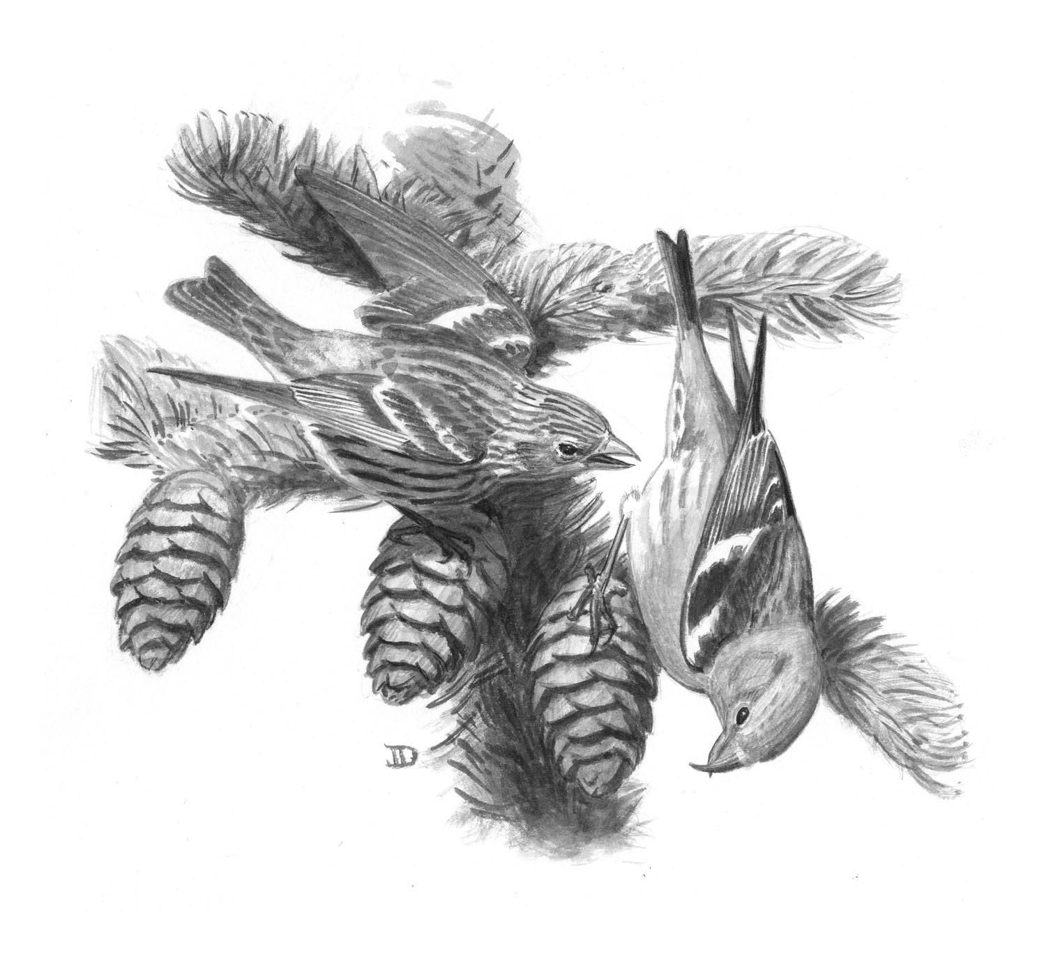 White-winged Crossbill