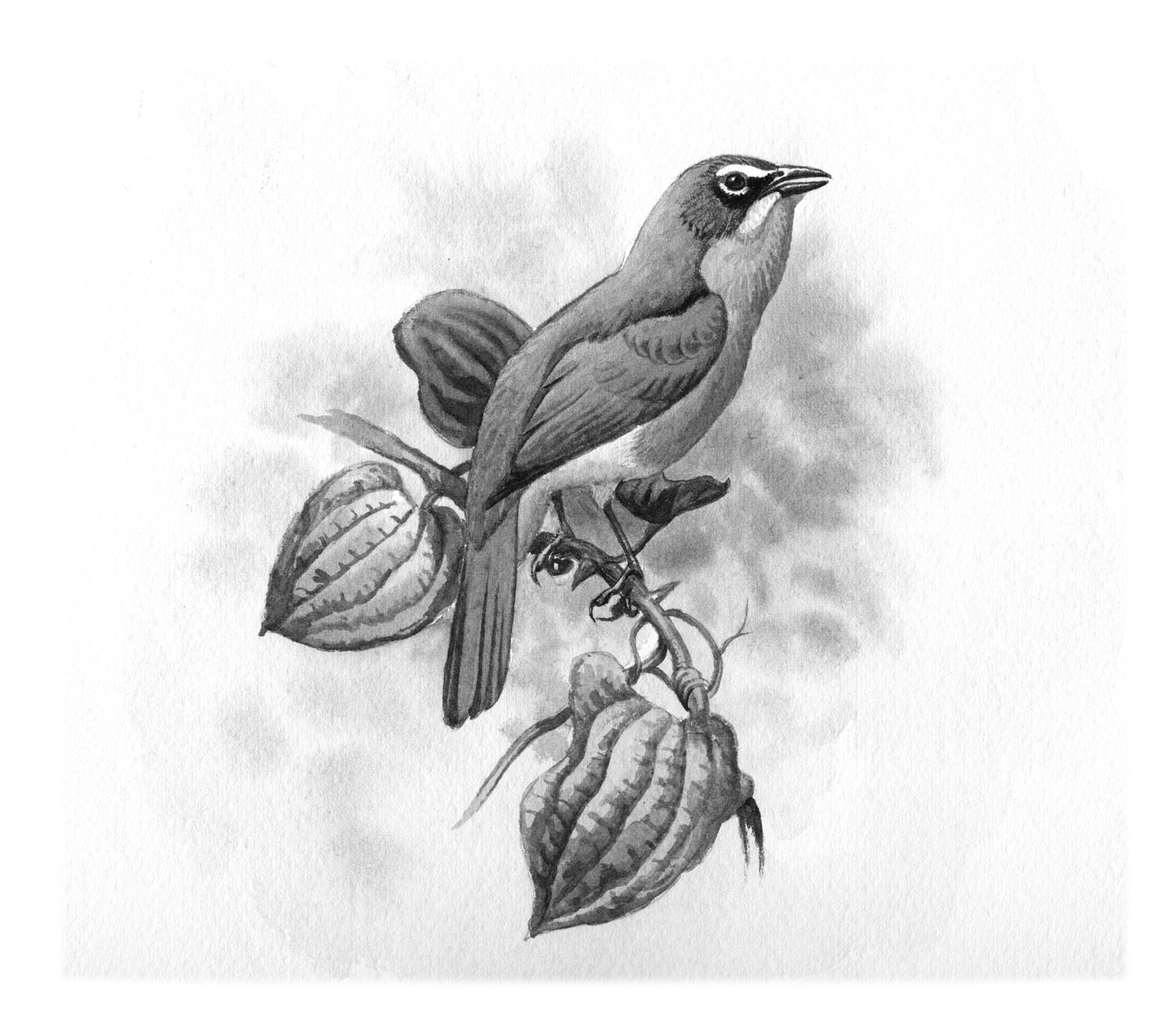 Yellow-breasted Chat