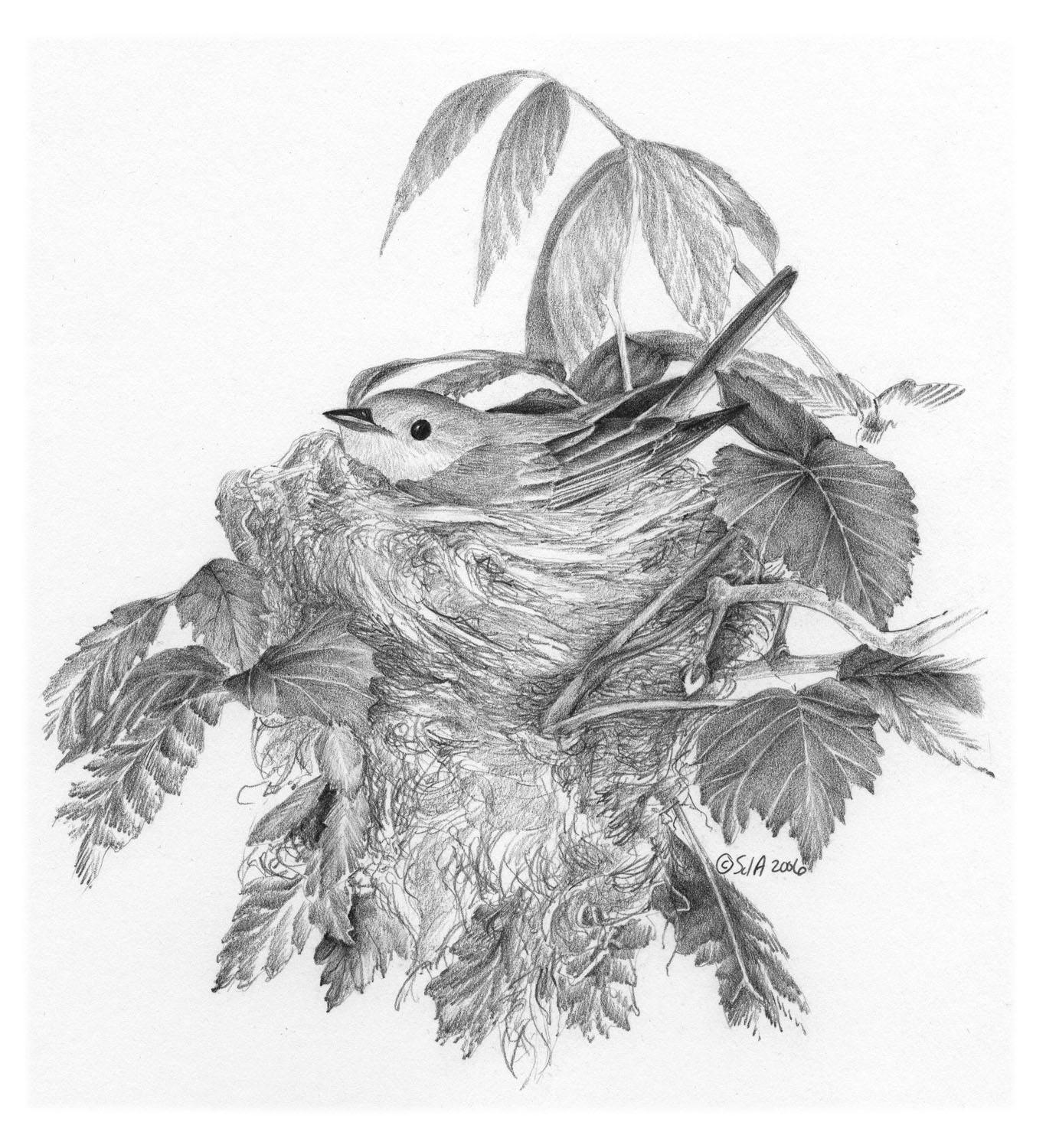 Yellow Warbler