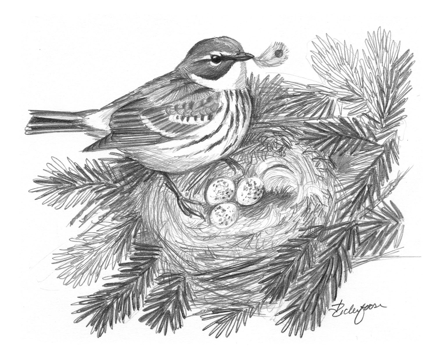 Yellow-rumped Warbler