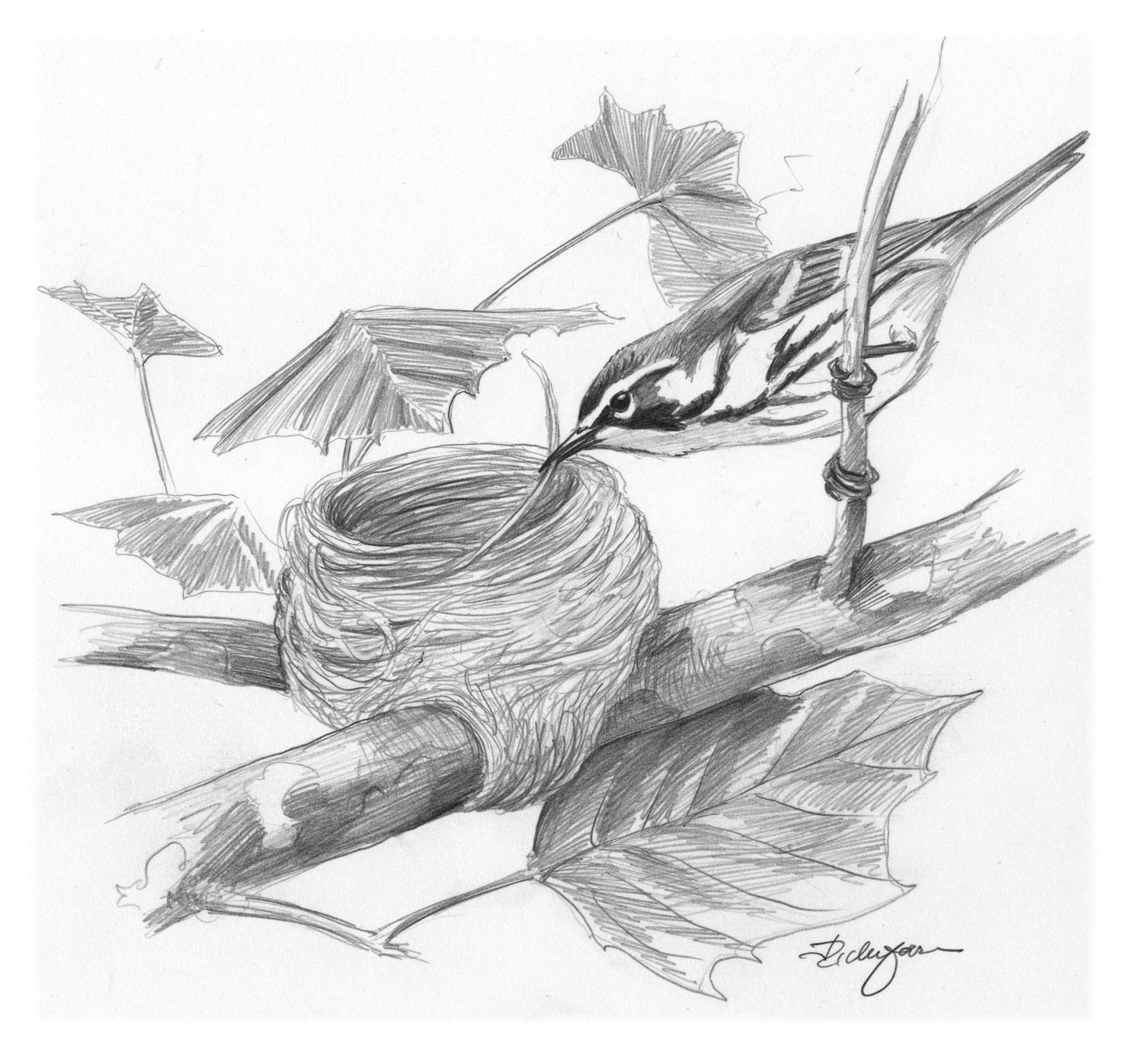 Yellow-throated Warbler